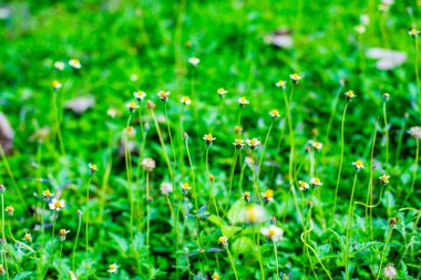 Grass flower in the nature, Thailand.