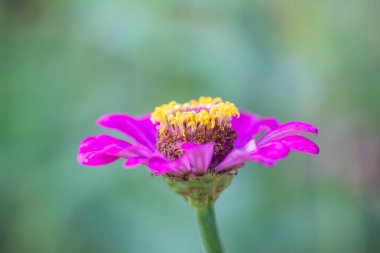 Doğal arka planı olan Zinnia çiçeği, Tayland.