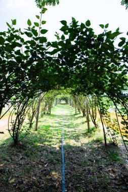 Tayland 'ın Uthai Thani eyaletindeki Dut Parkı.