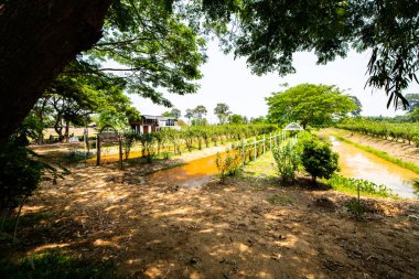 Tayland 'ın Uthai Thani eyaletindeki Dut Parkı.