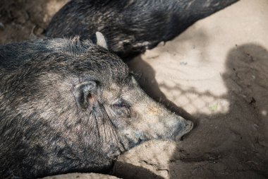 Yaban domuzu, Tayland.