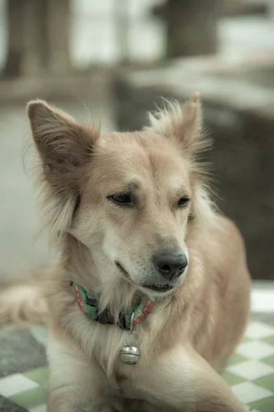 Постріл Головою Тайський Собака Таїланд — стокове фото