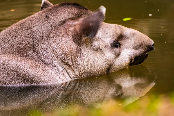 Brazilian Tapir Water Thailand — Stock fotografie
