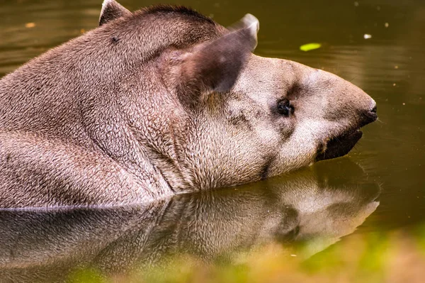 水の中のブラジルのタピール — ストック写真