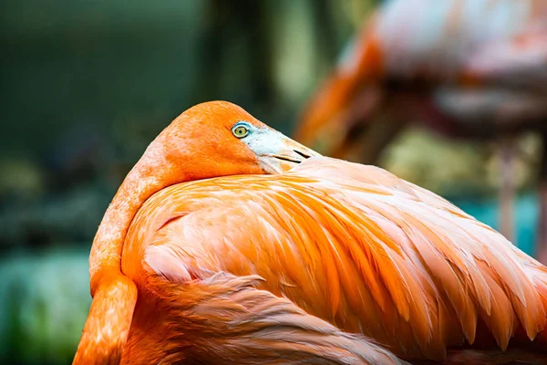 American Flamingos Thai Zoo Thailand — Stockfoto