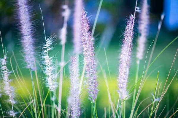 Травяной Цветок Естественным Фоном Таиланд — стоковое фото