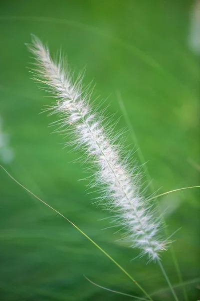 Grass Flower Natural Background Thailand — Foto Stock