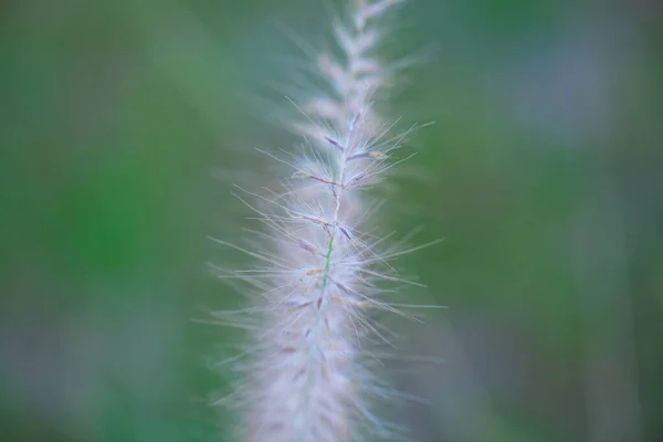 Grass Flower Natural Background Thailand — kuvapankkivalokuva