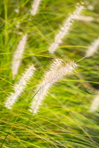 Grass Flower Natural Background Thailand — Fotografia de Stock