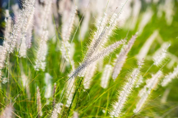 Grass Flower Natural Background Thailand — 图库照片