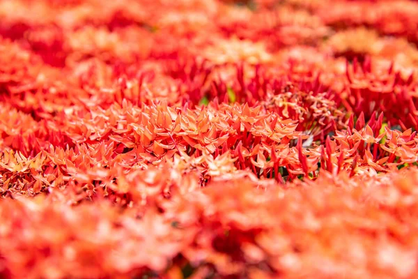 泰国Ixora红花的背景 — 图库照片