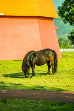 Tayland 'da yeşil çimlerin üzerinde cüce at.