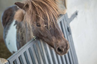 Tayland 'ın cüce atının yüzü.