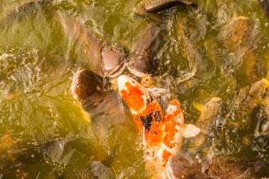 Tayland 'da gölde balık.