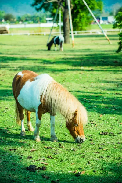 Cavalo Anão Grama Verde Tailândia — Fotografia de Stock