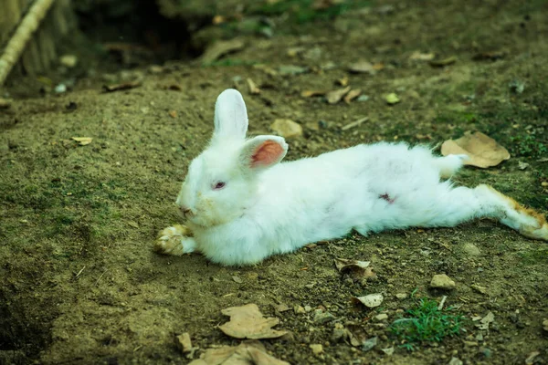 地面兔子 — 图库照片