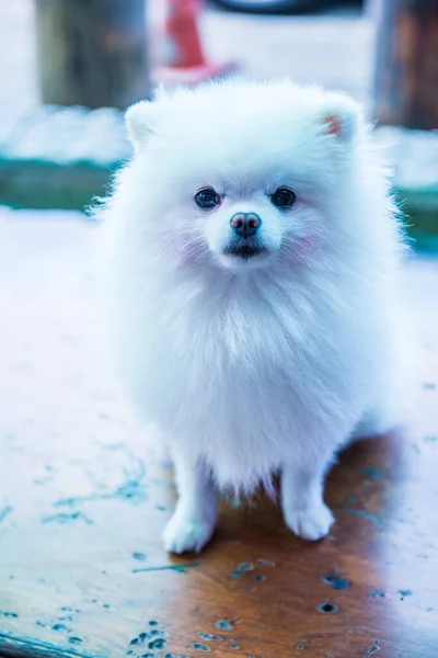 Retrato Pomeranian Branco Tailândia — Fotografia de Stock