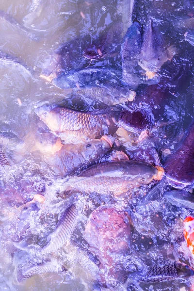 Ryby Jezeře Thajsko — Stock fotografie