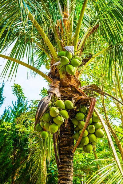 Kokosnüsse Auf Einem Baum Thailand — Stockfoto