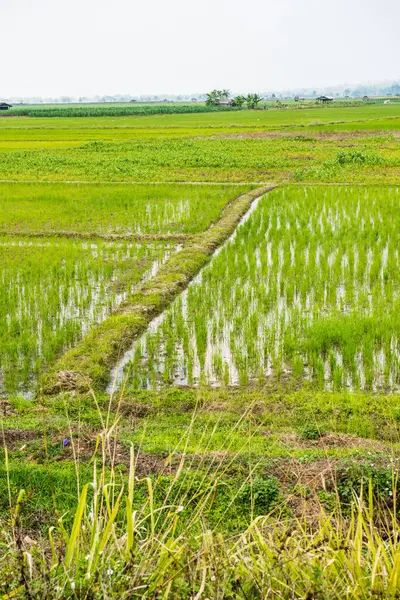 stock image Rice field in the country, Thailand.