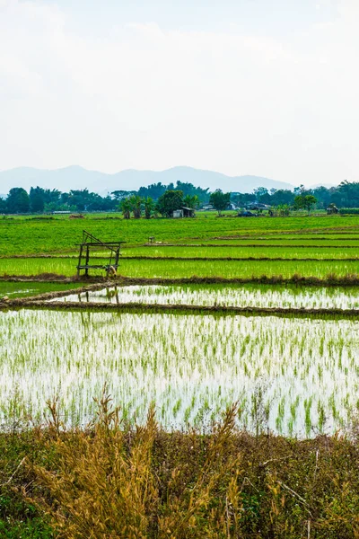 Pole Ryżowe Kraju Tajlandia — Zdjęcie stockowe