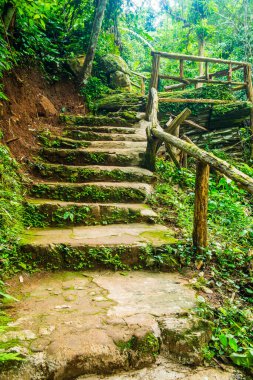 Ormanda merdiven, Tayland.