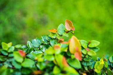Yeşil geçmişi olan Ivy, Tayland.
