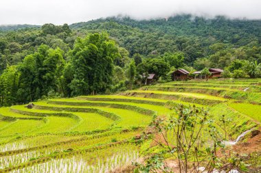 Tayland 'ın Chiangmai eyaletinde pirinç tarlaları..