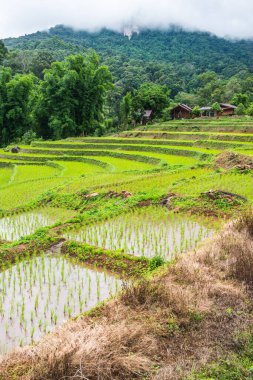 Tayland 'ın Chiangmai eyaletinde pirinç tarlaları..