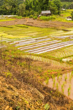 Tayland 'ın Chiangmai eyaletinde pirinç tarlaları..