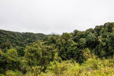 Doi Inthanon Ulusal Parkı, Tayland 'da Büyük Ağaçlar.