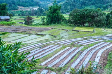 Tayland 'ın Chiangmai eyaletinde pirinç tarlaları..