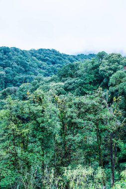 Doi Inthanon Ulusal Parkı, Tayland 'da Büyük Ağaçlar.