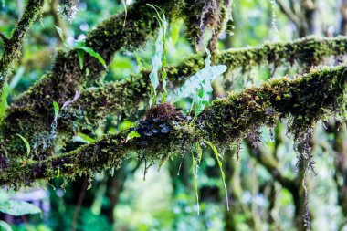 Doi Inthanon Ulusal Parkı, Tayland 'da bitki örtüsü.
