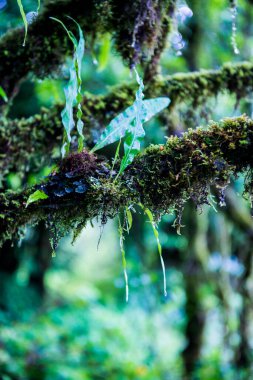 Doi Inthanon Ulusal Parkı, Tayland 'da bitki örtüsü.