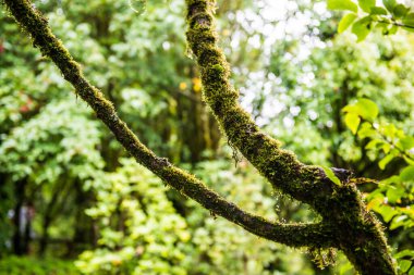 Doi Inthanon Ulusal Parkı, Tayland 'daki ağaç bütünlüğü.