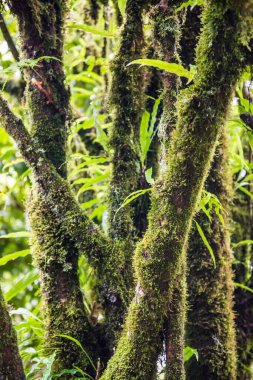 Doi Inthanon Ulusal Parkı, Tayland 'daki ağaç bütünlüğü.