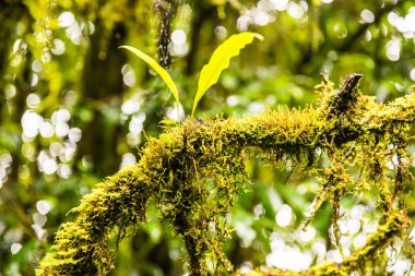 Doi Inthanon Ulusal Parkı, Tayland 'daki ağaç bütünlüğü.