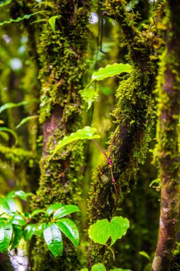 Doi Inthanon Ulusal Parkı, Tayland 'daki ağaç bütünlüğü.