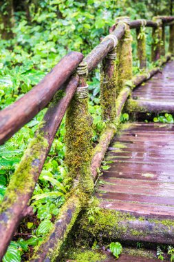 Doi Inthanon Ulusal Parkı 'nda yürüyüş yolu, Tayland.