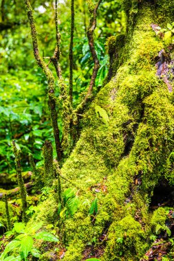 Doi Inthanon Ulusal Parkı, Tayland 'daki ağaç bütünlüğü.