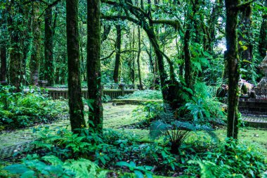 Doi Inthanon Ulusal Parkı, Tayland 'daki ağaç bütünlüğü.