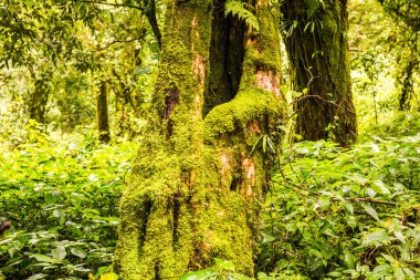 Doi Inthanon Ulusal Parkı, Tayland 'daki ağaç bütünlüğü.