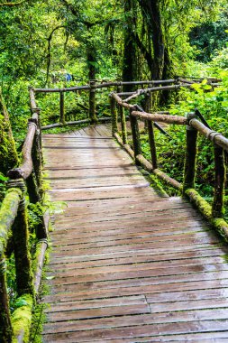 Doi Inthanon Ulusal Parkı 'nda yürüyüş yolu, Tayland.