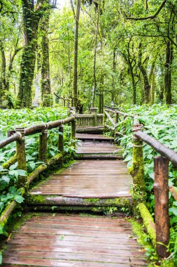 Doi Inthanon Ulusal Parkı 'nda yürüyüş yolu, Tayland.