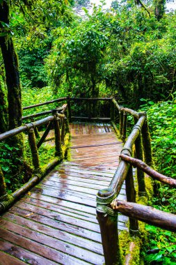 Doi Inthanon Ulusal Parkı 'nda yürüyüş yolu, Tayland.