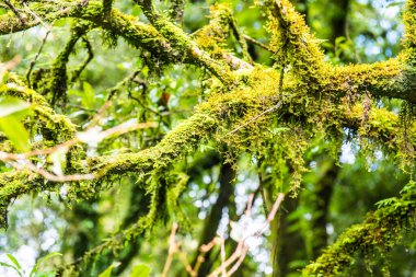 Doi Inthanon Ulusal Parkı, Tayland 'daki ağaç bütünlüğü.