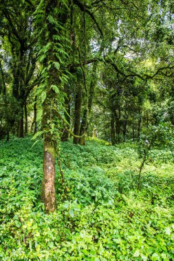 Doi Inthanon Ulusal Parkı, Tayland 'daki ağaç bütünlüğü.