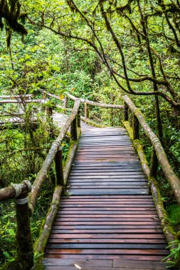 Doi Inthanon Ulusal Parkı 'nda yürüyüş yolu, Tayland.