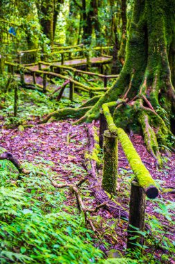 Doi Inthanon Ulusal Parkı 'nda yürüyüş yolu, Tayland.